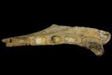 Fossil Sea Lion (Allodesmus) Lower Jaw Section - Bakersfield, CA #143892-2
